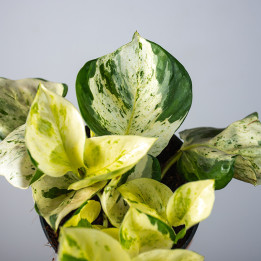 Epipremnum 'Happy Leaf'