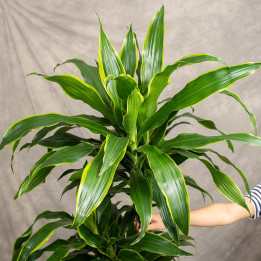 Dracena 'Art' | 3 pędy