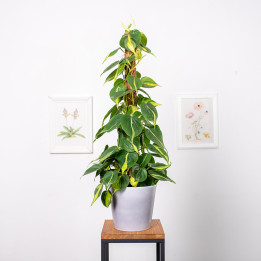 Filodendron 'Brasil' na pniu