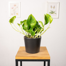 Epipremnum 'Global Green'