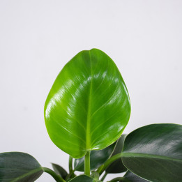Filodendron 'Green Princess' | Mały