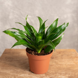 Dracena 'Compacta' | Tips