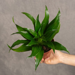 Dracena 'Compacta' | Tips
