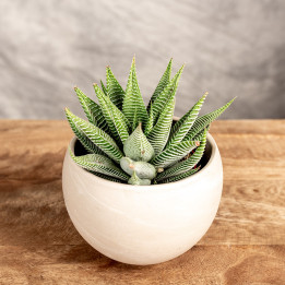 Haworsja 'Spider White'
