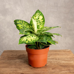 Homalomena 'Camouflage'