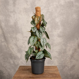 Filodendron Brandtianum | Na pniu