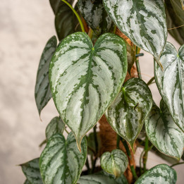 Filodendron Brandtianum | Na pniu