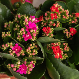 Kalanchoe MIX kolorów | Duże