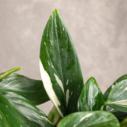 Filodendron 'Cobra' | Wiszący