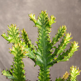 Euphorbia Mayurnathanii 'Variegata'