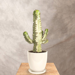Euphorbia ingens 'Variegata'