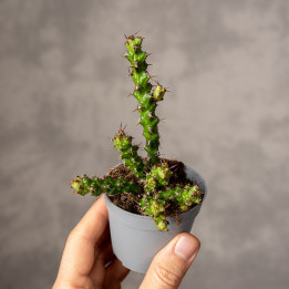 Euphorbia lenewtonii | Wilczomlecz