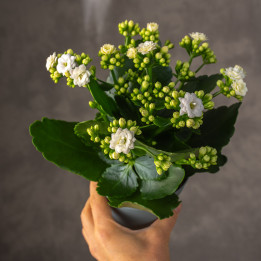 Kalanchoe białe | Małe