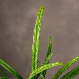 Aglonema 'Sweet Kiss'