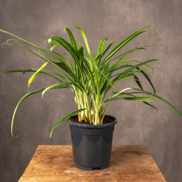 Aglonema 'Sweet Kiss'