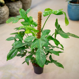 Filodendron 'Silver Violin' | Na pniu