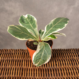 Fikus lirolistny 'Variegata' | Mały