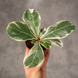 Fikus lirolistny 'Variegata' | Mały