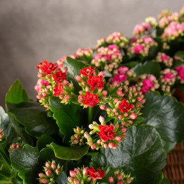 Kalanchoe MIX kolorów