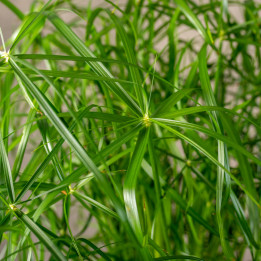 Cyperus 'Alternifolius' | Duży