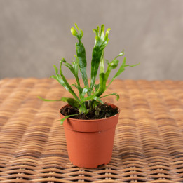 Asplenium nidus 'Crissie' | Mini