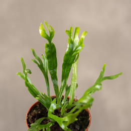 Asplenium nidus 'Crissie' | Mini