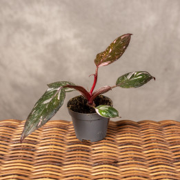 Filodendron 'Pink Princess Marble' | Mini
