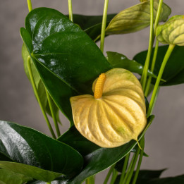 Anturium 'Vanilla'