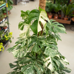 Monstera 'Variegata' na pniu| Monstera biała