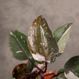 Filodendron 'Red Anderson'