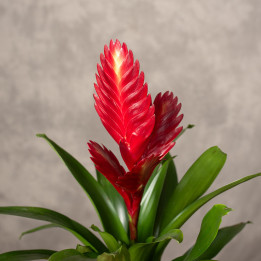Frizea 'Porto'