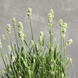 Lawenda wąskolistna 'Edelweiss'