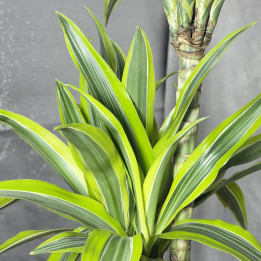 Dracena 'Lemon Lime' | 2 pędy Duża