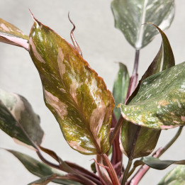Filodendron 'Red Anderson'