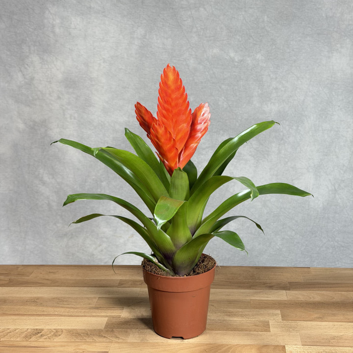 Frizea lśniąca 'Intenso Orange'