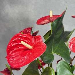 Anturium 'Madural Red'