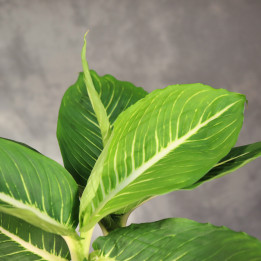 Dracena 'Song of India' ⌀21 cm – pleciony pień | Tomaszewski