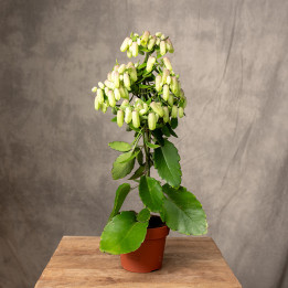 Kalanchoe 'Magic Bell'