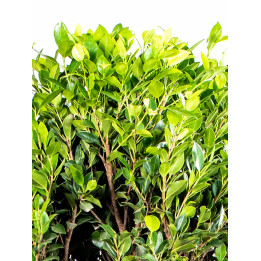 Fikus Nitida
