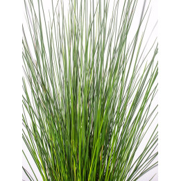 Juncus Pencil Grass