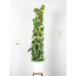 Filodendron 'Brasil' na pniu | Duży